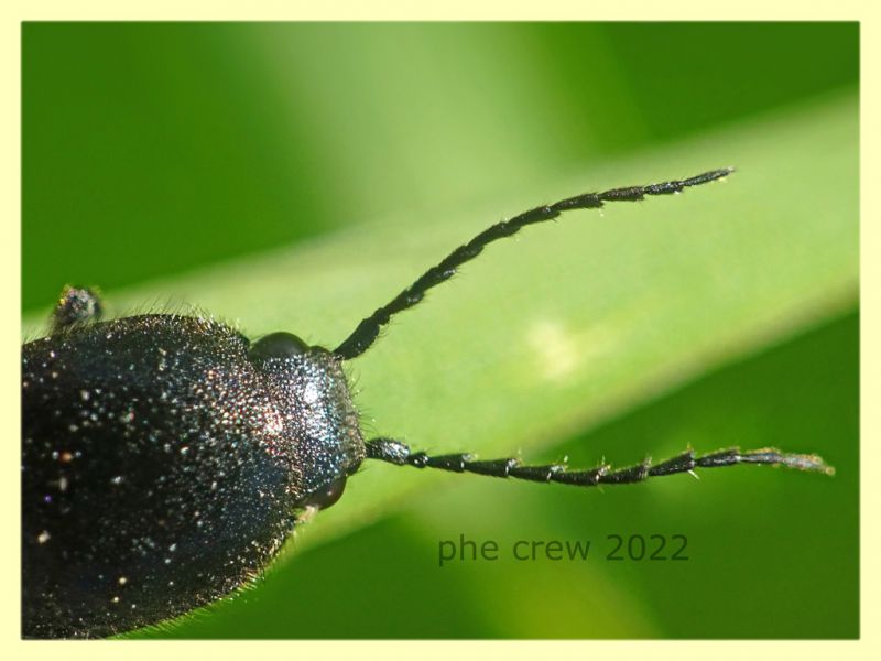 Elateridae 6.7.2022 - Trepalle - Sondrio circa 2100 m. s.l.m. - (9).JPG