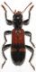 Opilo taeniatus (Klug, 1842).JPG