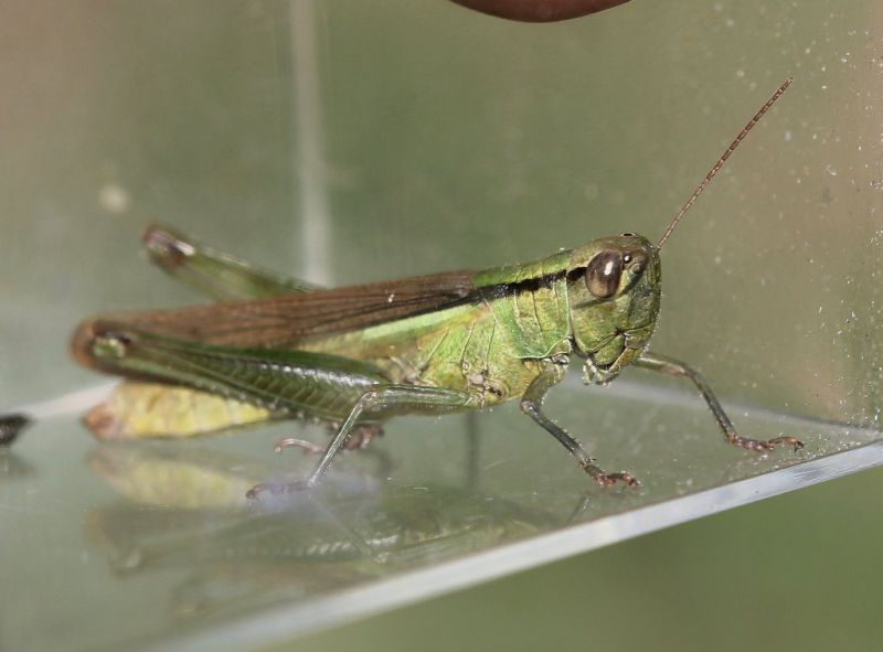 Mecostethus parapleurus parapleurus 2-3.jpg