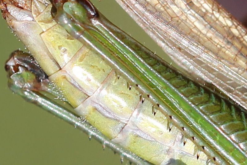 Mecostethus parapleurus parapleurus 10-2.jpg