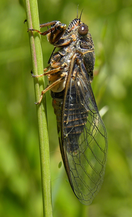 Cicadetta sp.-N Palencia1-06.07.10.jpg