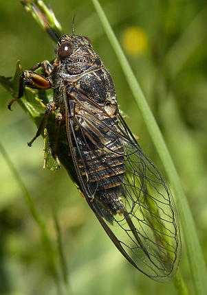 Cicadetta sp.-N Palencia2-06.07.10.jpg