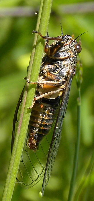 Cicadetta sp.-N Palencia3-06.07.10.jpg