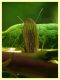 Isoperla sp. 15 mm. - 8.7.2022 -.JPG