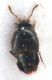 Cypha tarsalis-2.jpg