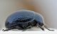 Chrysolina-vista-laterale.jpg