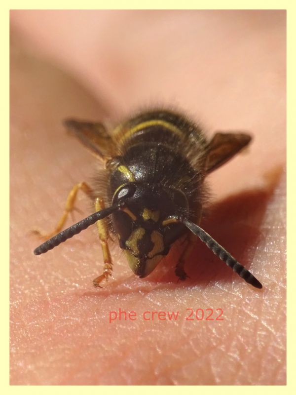 Dolichovespula norwegica 5.7.2022 - Trepalle - Sondrio circa 2100 m. s.l.m. - (8).JPG