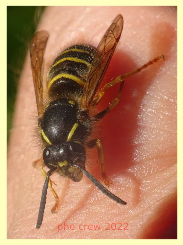 Dolichovespula norwegica 5.7.2022 - Trepalle - Sondrio circa 2100 m. s.l.m. - (3).JPG