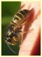 Dolichovespula norwegica 5.7.2022 - Trepalle - Sondrio circa 2100 m. s.l.m. - (6).JPG