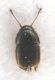 Acrotrichis grandicollis-2.jpg