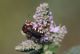 IMG_2953_Bee (2)_sm.JPG