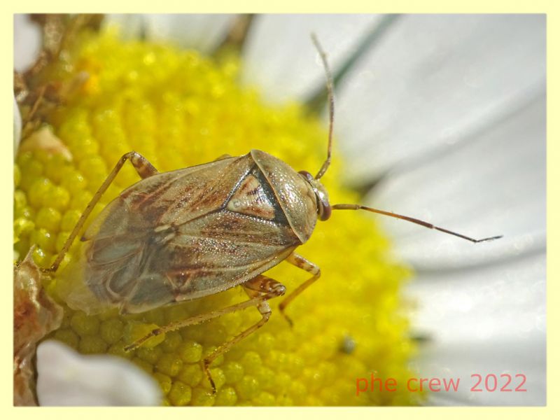 Miridae 5.7.2022 - Trepalle - Sondrio circa 2100 m. s.l.m.  - (1).JPG