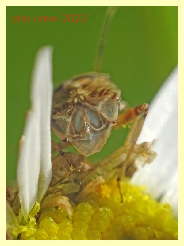 Miridae 5.7.2022 - Trepalle - Sondrio circa 2100 m. s.l.m.  - (3).JPG