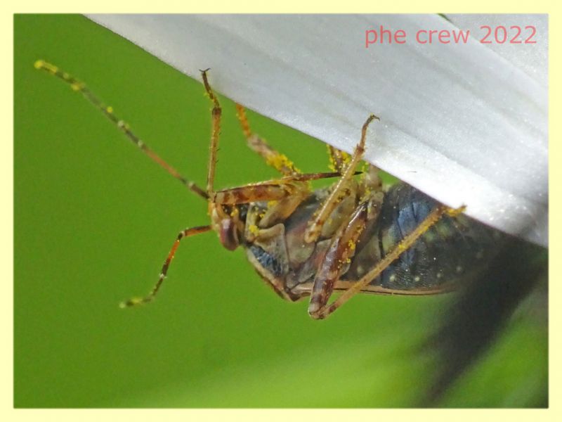 Miridae 5.7.2022 - Trepalle - Sondrio circa 2100 m. s.l.m.  - (4).JPG