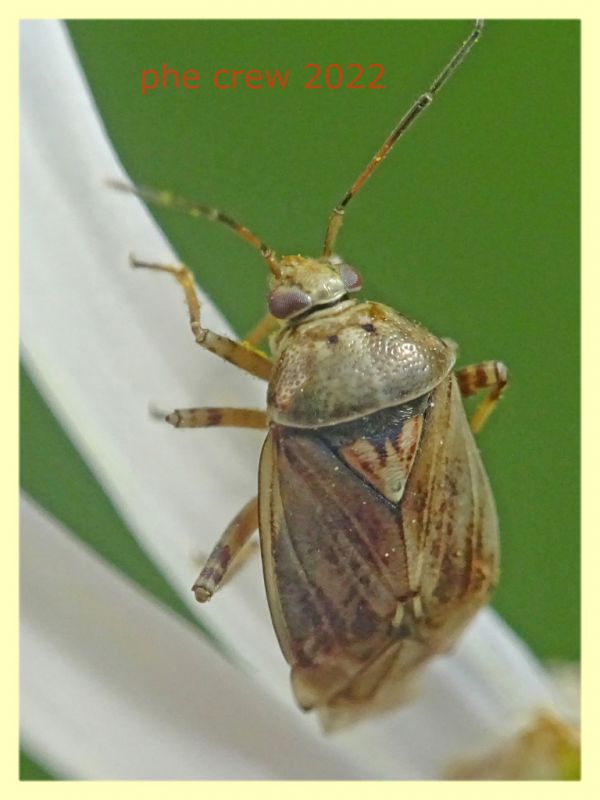 Miridae 5.7.2022 - Trepalle - Sondrio circa 2100 m. s.l.m.  - (5).JPG