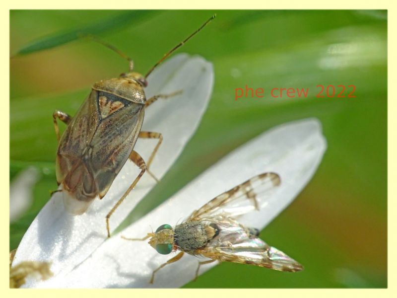 Miridae 5.7.2022 - Trepalle - Sondrio circa 2100 m. s.l.m.  - (7).JPG