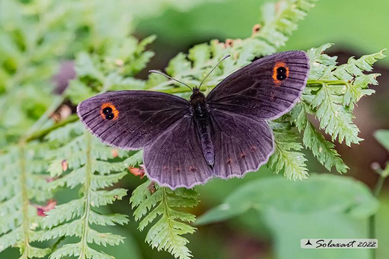 Erebia_ottomana-rossii_G4A6001-02r.jpg