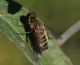 IMG_2991_Syrphid_crop_y.JPG