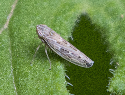 Cicadella2 2a.jpg