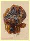 Phoroncidia sp. - 1,2 mm - Anzio - Pocacqua 15.9.2022 - (2).JPG