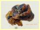 Phoroncidia sp. - 1,2 mm - Anzio - Pocacqua 15.9.2022 - (3).JPG