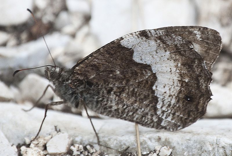 Hipparchia sp-M Carseggio - 10-09-2019 53.jpg