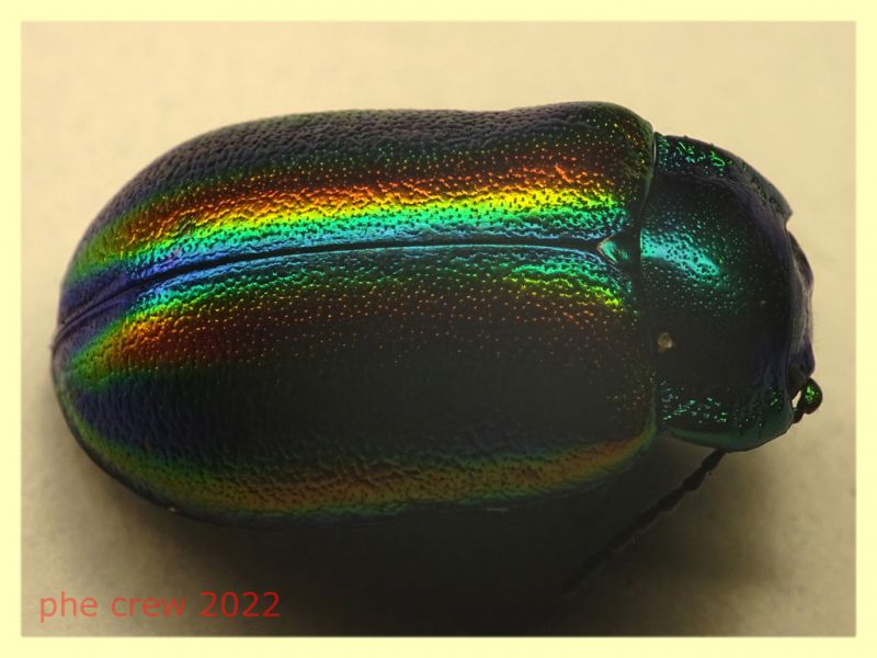 Chrysomelidae Oreina sp. 10 mm. - 8.7.2022 - Trepalle - Sondrio circa 2100 m. s.l.m. - (5).JPG