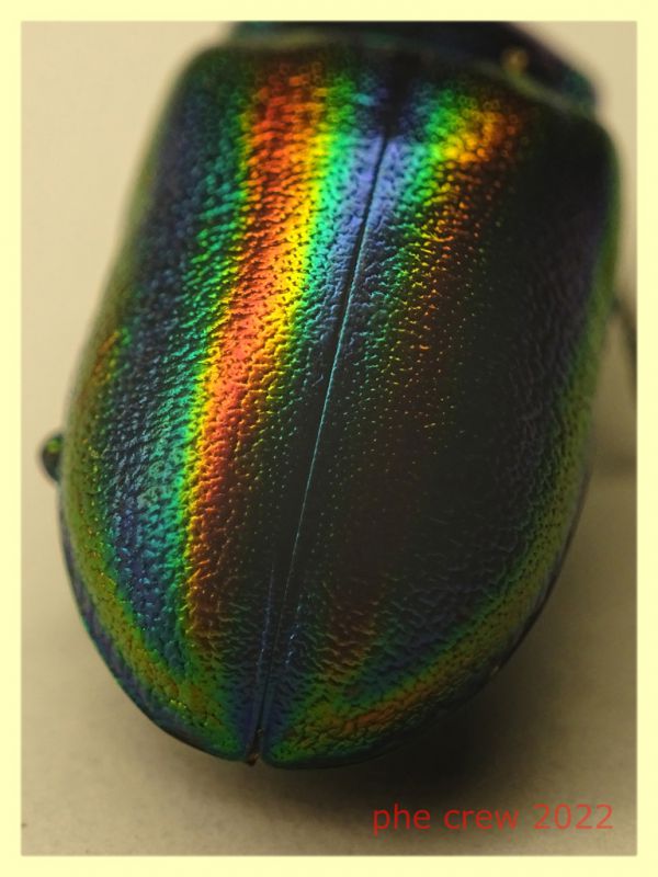 Chrysomelidae Oreina sp. 10 mm. - 8.7.2022 - Trepalle - Sondrio circa 2100 m. s.l.m. - (2).JPG