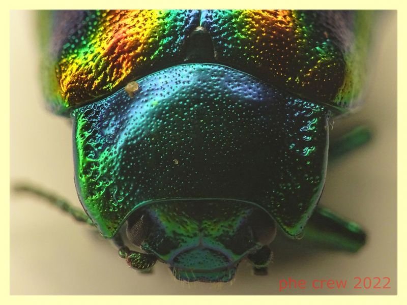 Chrysomelidae Oreina sp. 10 mm. - 8.7.2022 - Trepalle - Sondrio circa 2100 m. s.l.m. - (4).JPG