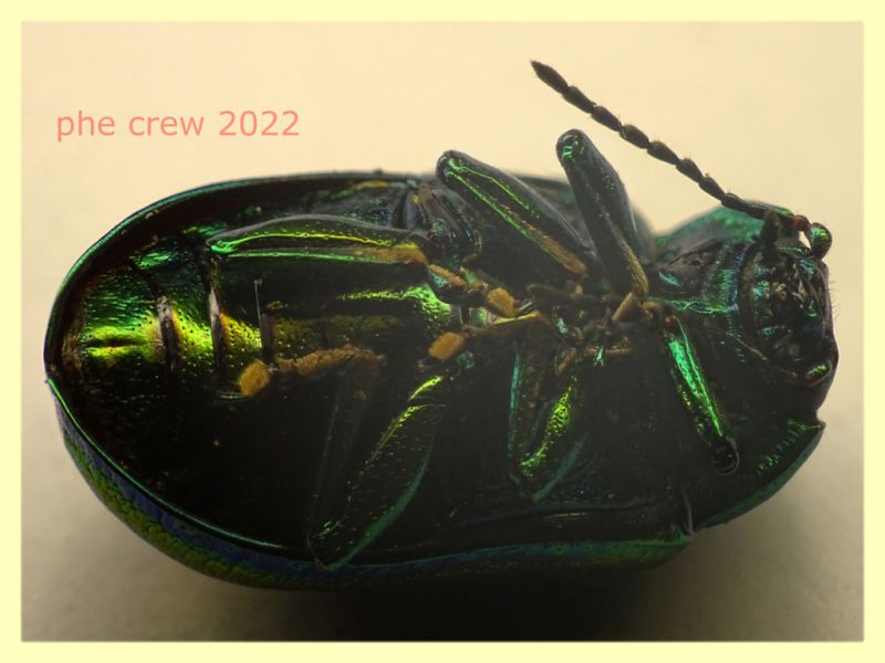Chrysomelidae Oreina sp. 10 mm. - 8.7.2022 - Trepalle - Sondrio circa 2100 m. s.l.m. - (1).JPG