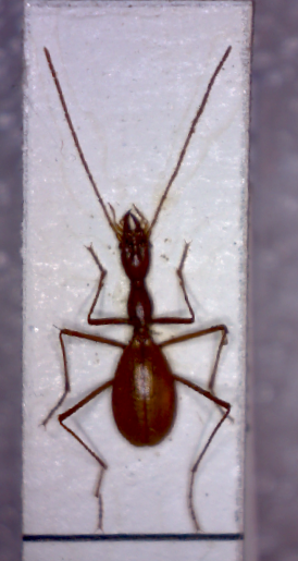 Sardaphaenops supramontanus ssp. supramontanus 1.png