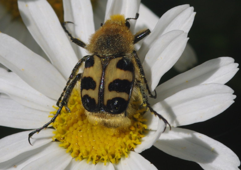 IMGP5470_B&Y_beetle_crop.JPG