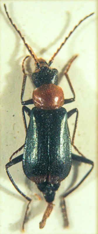 Malachiidae.JPG