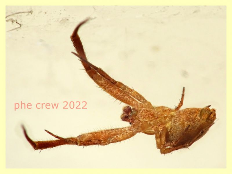 Uloborus plumipes maschio - Anzio 24.9.2022 - (1).JPG