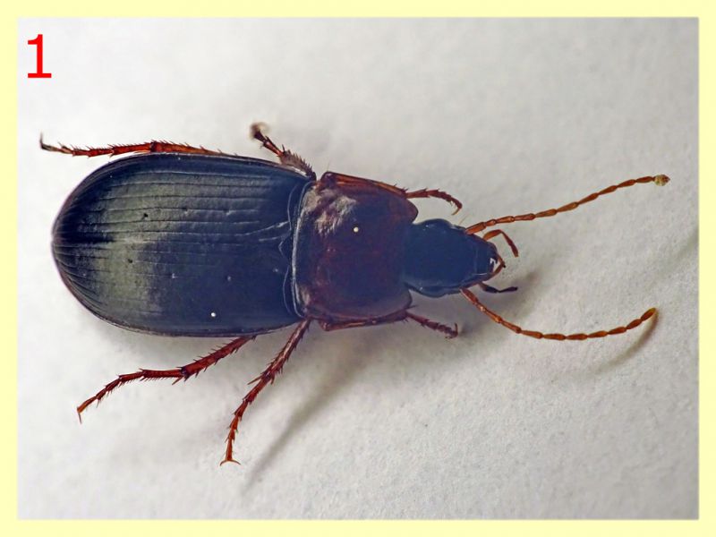 Carabidae dai 7 ai 9 mm. - 8.7.2022 -  Trepalle - Sondrio circa 2100 m. s.l.m.  - (2).JPG