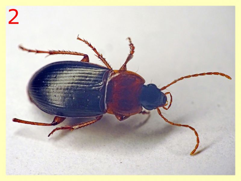 Carabidae dai 7 ai 9 mm. - 8.7.2022 -  Trepalle - Sondrio circa 2100 m. s.l.m.  - (3).JPG