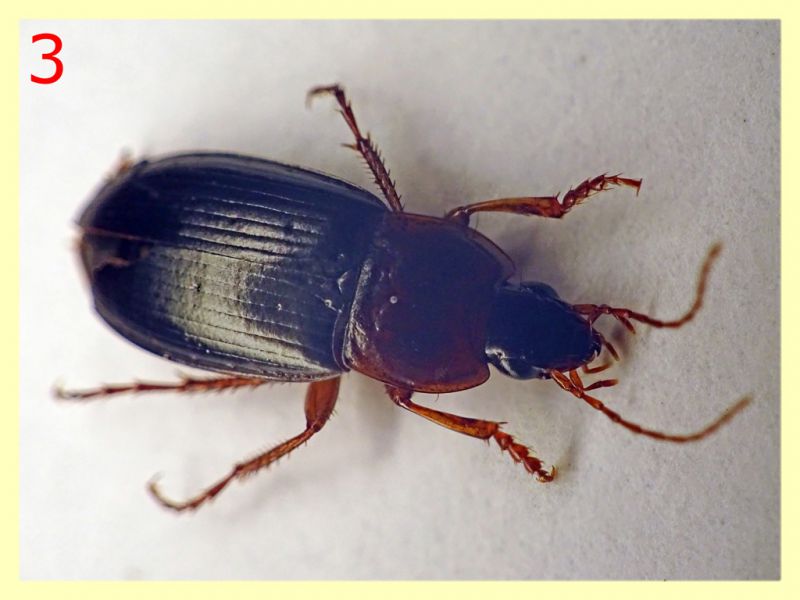 Carabidae dai 7 ai 9 mm. - 8.7.2022 -  Trepalle - Sondrio circa 2100 m. s.l.m.  - (4).JPG