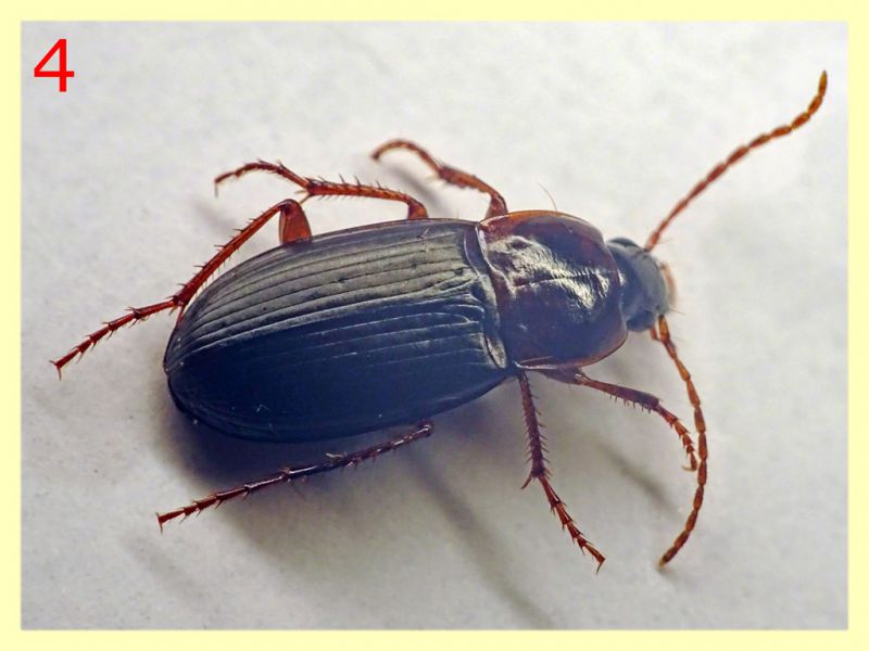 Carabidae dai 7 ai 9 mm. - 8.7.2022 -  Trepalle - Sondrio circa 2100 m. s.l.m.  - (5).JPG