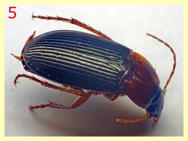 Carabidae dai 7 ai 9 mm. - 8.7.2022 -  Trepalle - Sondrio circa 2100 m. s.l.m.  - (6).JPG