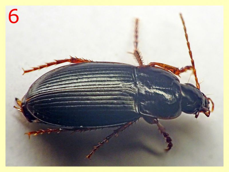 Carabidae dai 7 ai 9 mm. - 8.7.2022 -  Trepalle - Sondrio circa 2100 m. s.l.m.  - (7).JPG