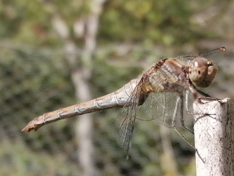 sympetrum.jpg