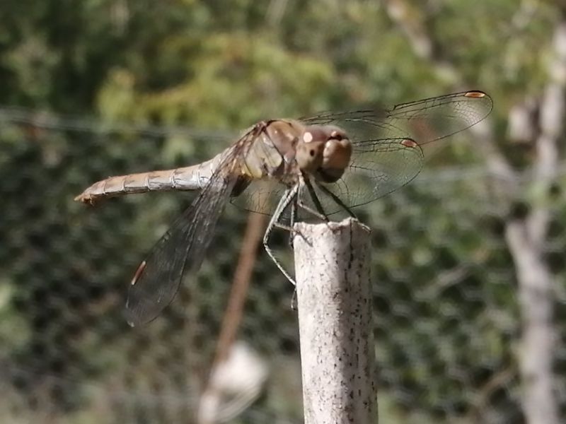 sympetrum3.jpg