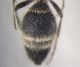 Smicromyrme agusii_ scultura secondo tergite.jpg