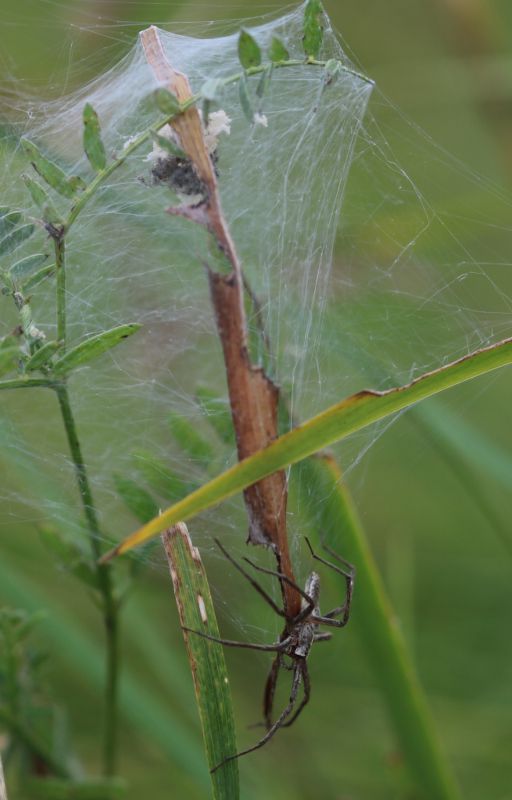 IMG_2609_Spider_nest_crop_sm.JPG