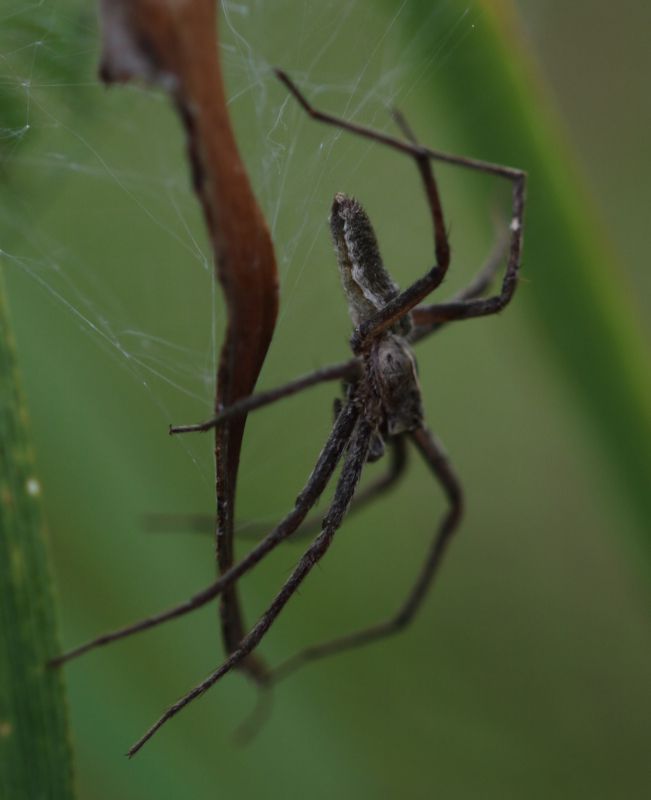 IMG_2611_Spider_nest_crop_sm.JPG