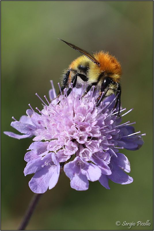 Bombus-4D9A2869.jpg