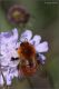 bombus-4D9A2876.jpg