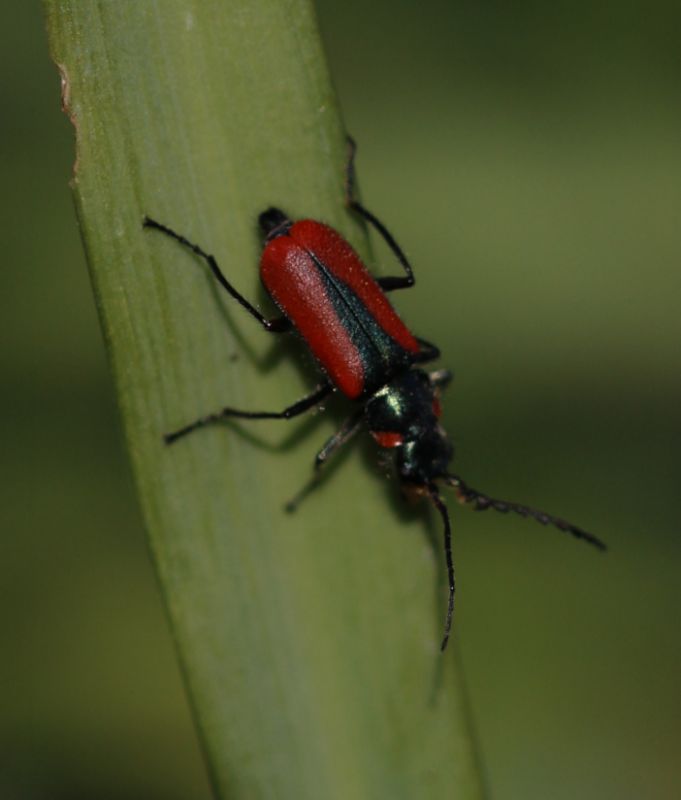 IMG_9921_RedBlackBeetle_crop_sm.JPG