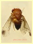 Drosophila suzukii - 1,8 mm. - Anzio - Pocacqua 15.9.2022 - (5).JPG