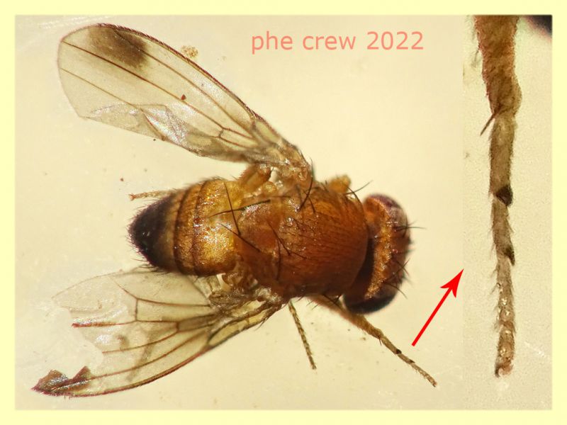 Drosophila suzukii - 1,8 mm. - Anzio - Pocacqua 15.9.2022 - (15).JPG